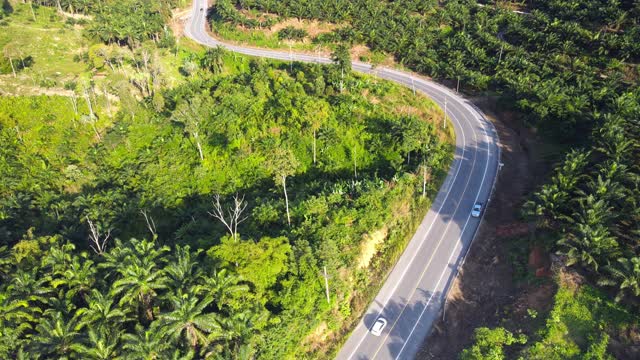 鸟瞰图俯视图道路和绿树视频素材