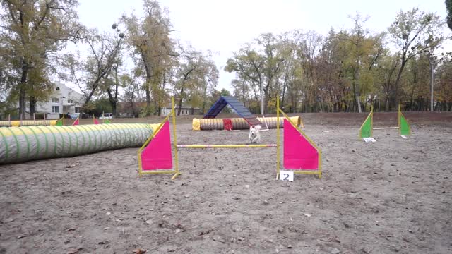 边境牧羊犬跳跃障碍敏捷训练视频素材