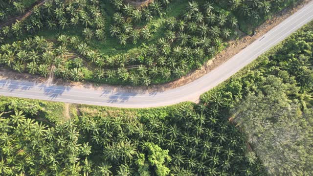 道路和棕榈树火焰鸟瞰图视频素材