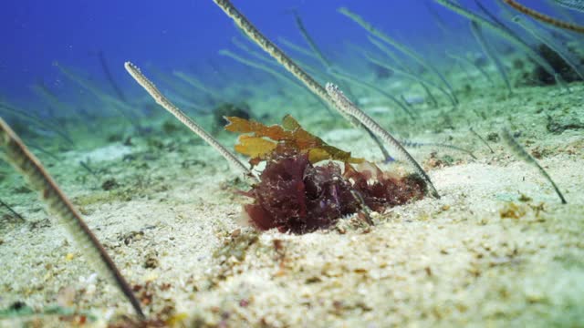 在印度尼西亚库塔的海中，一群红海海藻附近的海洋植物在洋流中移动，这是一个引人注目的水下景观视频素材