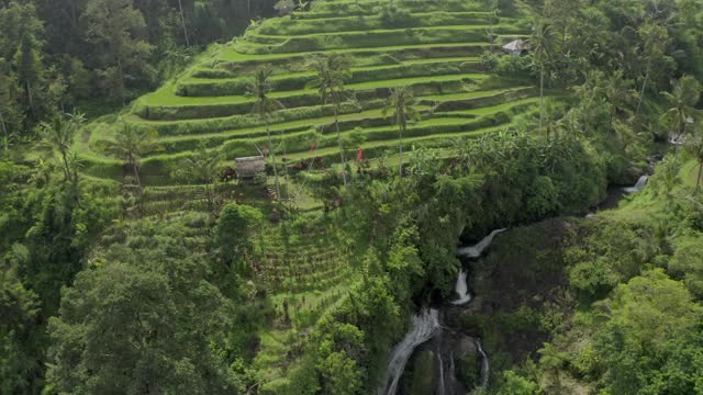 空中淘金，一个河峡谷与飞升的三重瀑布和梯田周围郁郁葱葱的热带雨林和棕榈树-努沙佩尼达和龙目岛，巴厘岛视频素材