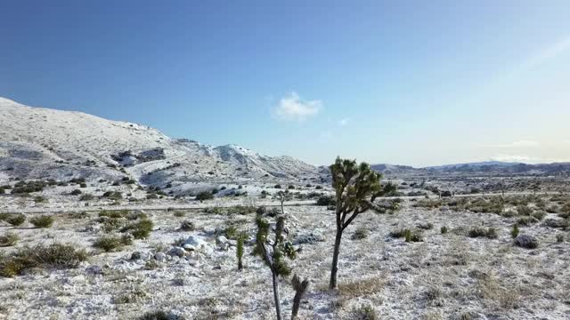 无人机在植物景观与雪山对蓝色的天空-约书亚树，加利福尼亚视频素材