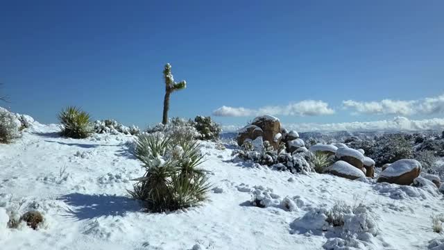 在阳光明媚的日子里，无人机在覆盖着植物和岩石的雪景上向前飞行——约书亚树，加利福尼亚视频素材