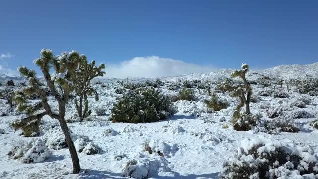 在阳光明媚的日子里，无人机在覆盖着植物的雪景上向前飞行——乔舒亚树，加利福尼亚视频素材