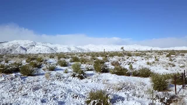 在阳光明媚的日子里，无人机向前飞行在被雪覆盖的植物上，靠近天空的山-约书亚树，加利福尼亚视频素材