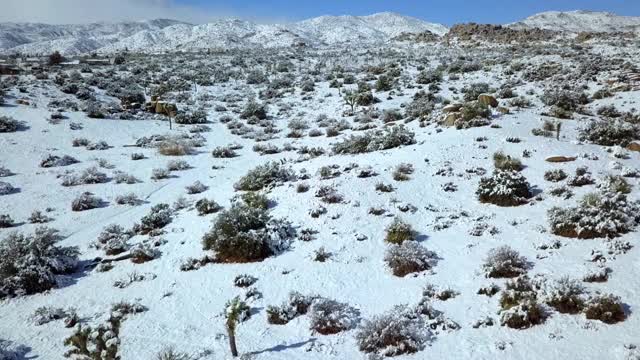 空中拍摄的雪景与植物对抗的天空，无人机在阳光明媚的日子里向前飞积雪覆盖的山脉-约书亚树，加利福尼亚视频素材