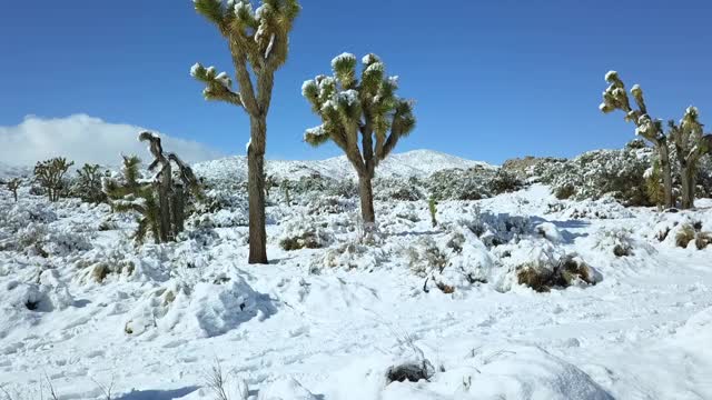 在冬天阳光明媚的日子里，无人机在蓝色的天空映衬下的被雪覆盖的植物上向前飞行-约书亚树，加利福尼亚视频素材