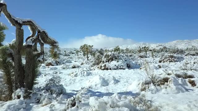 在冬天阳光明媚的日子里，无人机在覆盖着植物的雪景上向前飞行-约书亚树，加利福尼亚视频素材