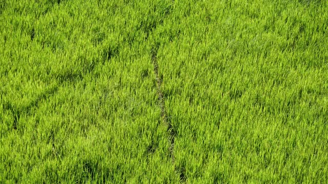 风摇动着稻穗，植物像涟漪一样移动视频素材