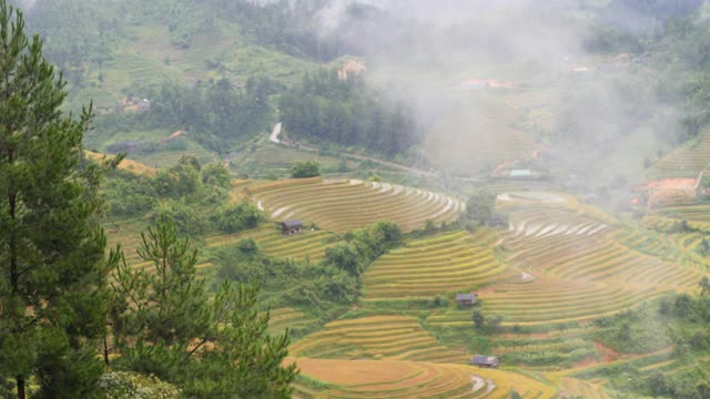 在一个多雾的雨天，亚洲乡村黄色梯田的风景。视频素材