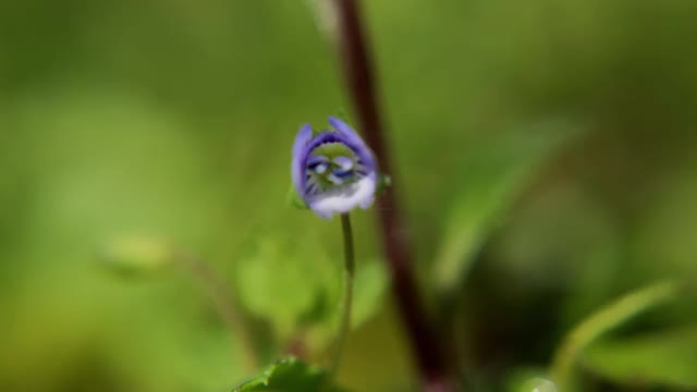 小蓝花开放的时间流逝视频下载