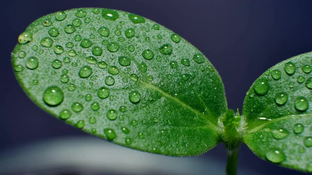 床单上的露珠。宏观世界的美丽。视频素材