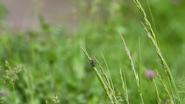 一只小兵甲虫坐在草地上视频素材