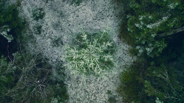 盛夏的圣诞树看起来像一片雪花。圣诞节的心情。精灵森林。从以上观点。视频素材