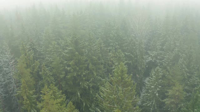 鸟瞰图的日出在雾蒙蒙的早晨森林飞行。在冬天，一架无人机飞过雾蒙蒙的欧洲青松和落叶树。树被雪覆盖着。雄伟的秋天自然背景4K分辨率视频素材