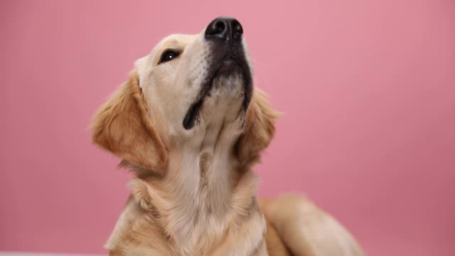 画室里，一只金毛猎犬躺下，抬头望着，跟在后面，在粉红色的背景上想吃东西视频素材