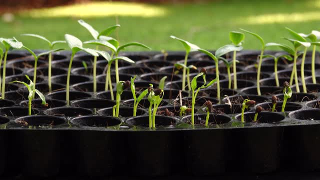 由种子长成的新生植物。视频素材