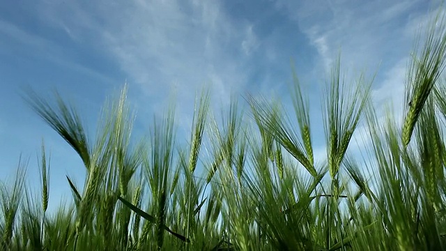 蓝天下的小麦视频素材