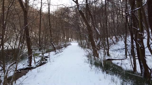 冬季森林。雪和树。视频素材