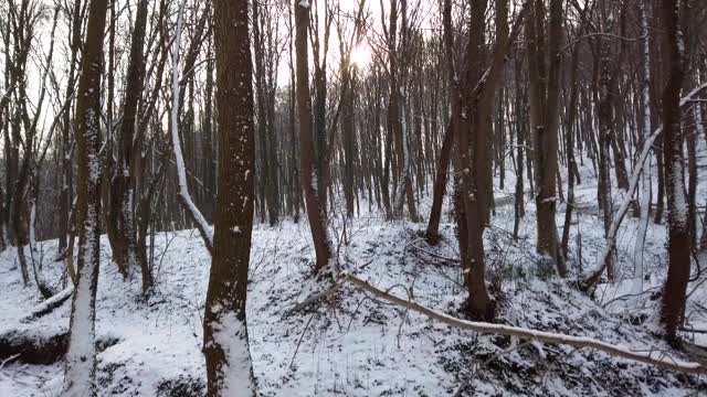 冬季森林。雪和树。视频素材