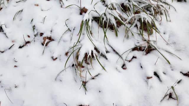 冬天森林里的草被雪覆盖着。视频素材