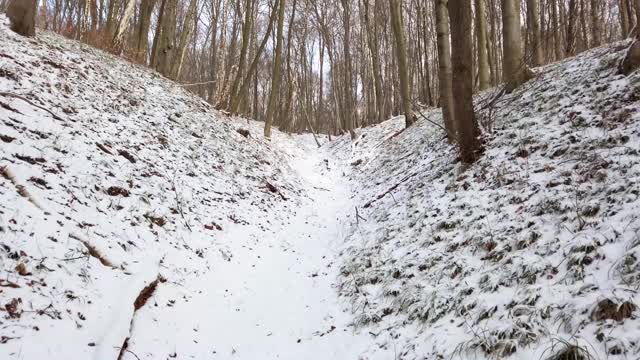 冬季森林。雪和树。视频素材