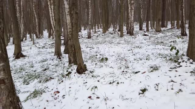 冬季森林。雪和树。视频素材