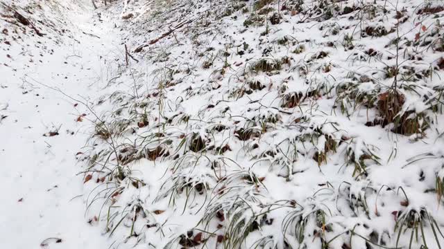 冬天森林里的草被雪覆盖着。视频素材