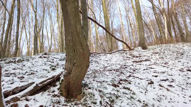 冬季森林。雪和树。视频素材