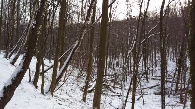 冬季森林。雪和树。视频素材