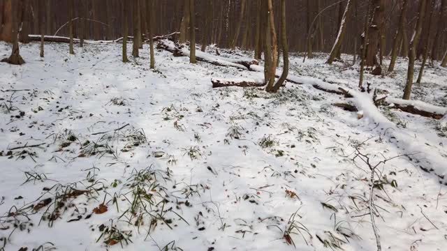 冬季森林。雪和树。视频素材