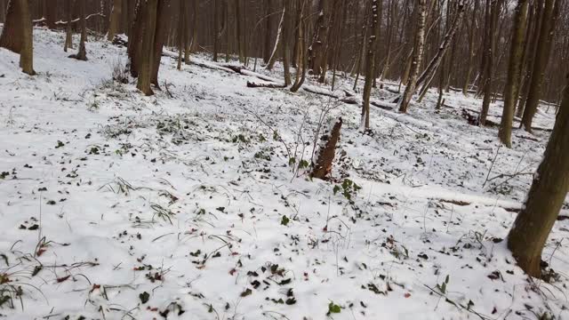 冬季森林。雪和树。视频素材