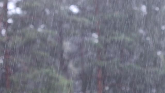 松树林里的雨。暴雨背景视频素材