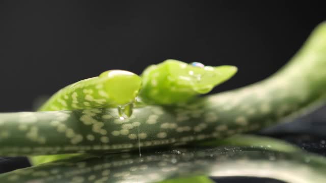 芦荟叶子在黑色背景上旋转。视频素材