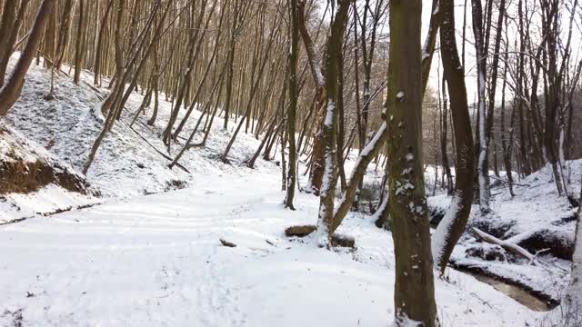 冬季森林。雪和树。视频素材