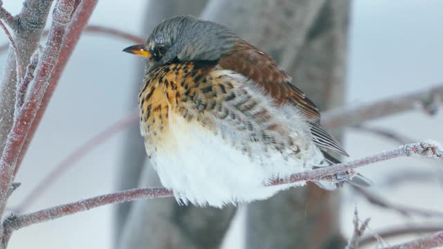 野鸟(Turdus pilaris)坐在花丛中休息。Fieldfare通过变成一团绒毛来躲避寒冷。视频素材