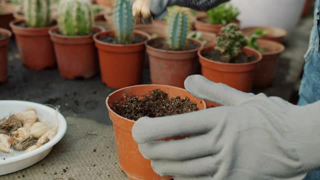 特写的女性手在手套种植洋葱鳞茎在室内养花视频素材