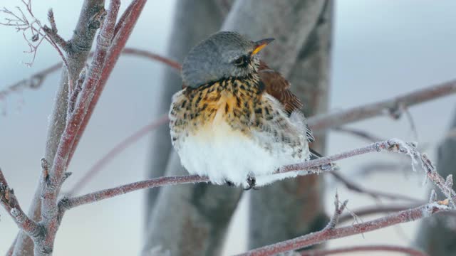 野鸟(Turdus pilaris)坐在花丛中休息。Fieldfare通过变成一团绒毛来躲避寒冷。视频素材