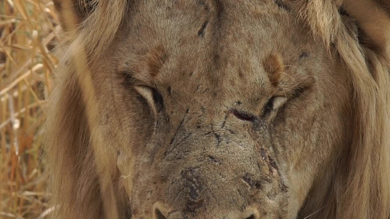 非洲-狮子休息视频素材