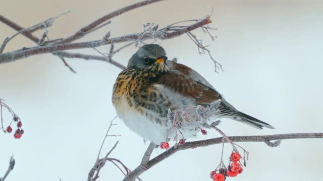 野鸟(Turdus pilaris)坐在花丛中休息。Fieldfare通过变成一团绒毛来躲避寒冷。视频素材