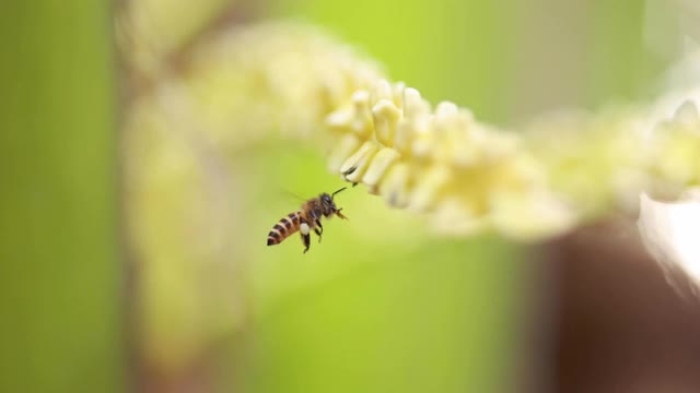 阳光明媚的夏日里，勤劳的小蜜蜂在采集花粉视频素材