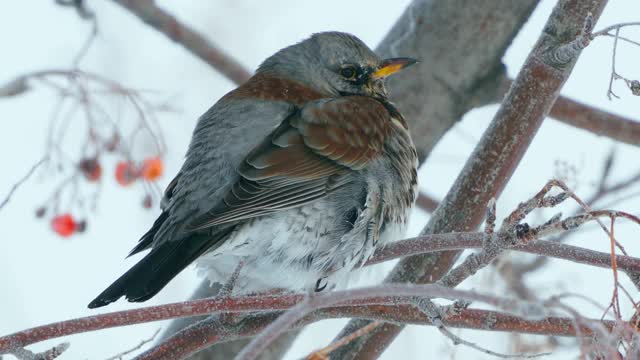 野鸟(Turdus pilaris)坐在花丛中休息。Fieldfare通过变成一团绒毛来躲避寒冷。视频素材