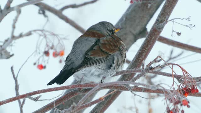 野鸟(Turdus pilaris)坐在花丛中休息。Fieldfare通过变成一团绒毛来躲避寒冷。视频素材