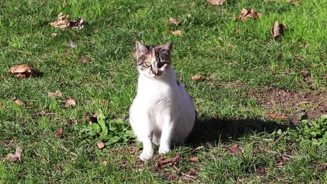 一只怀孕的流浪猫的肖像。视频素材