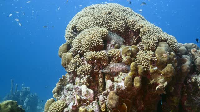 红色暗示在蓝绿色的海水珊瑚礁在加勒比海，库拉索岛与鱼，珊瑚和海绵视频素材