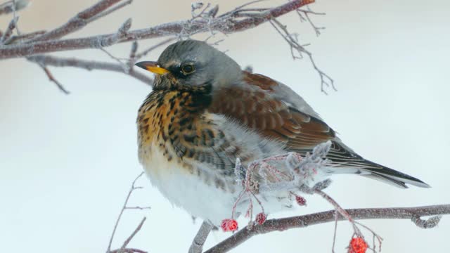 野鸟(Turdus pilaris)坐在花丛中休息。Fieldfare通过变成一团绒毛来躲避寒冷。视频素材