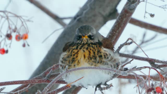 野鸟(Turdus pilaris)坐在花丛中休息。Fieldfare通过变成一团绒毛来躲避寒冷。视频素材