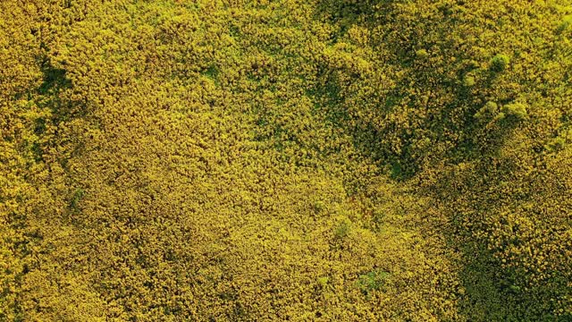 空中花田通Buatong超过泰国北部的山视频素材