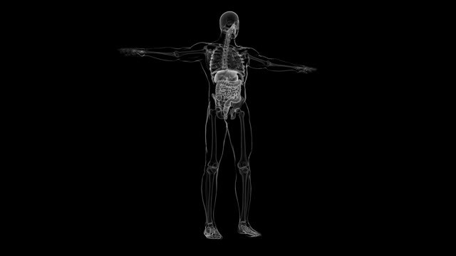 人体消化系统解剖医学概念3D视频素材