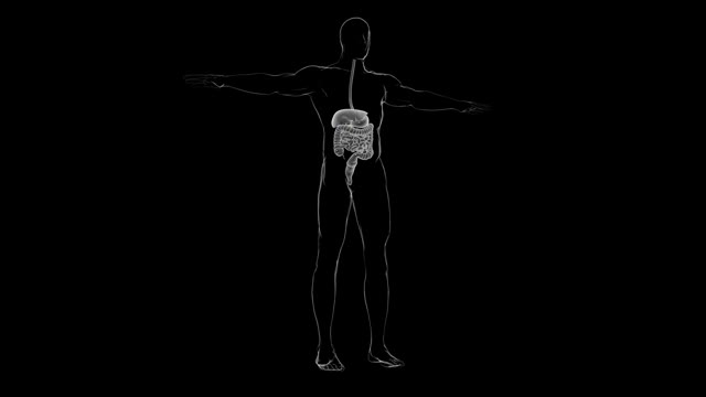 人体消化系统解剖医学概念3D视频素材